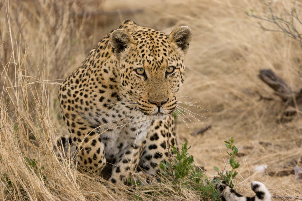 Expert Recommendations for ‍Increasing Your Chances of Spotting Leopards ⁤in Maasai Mara