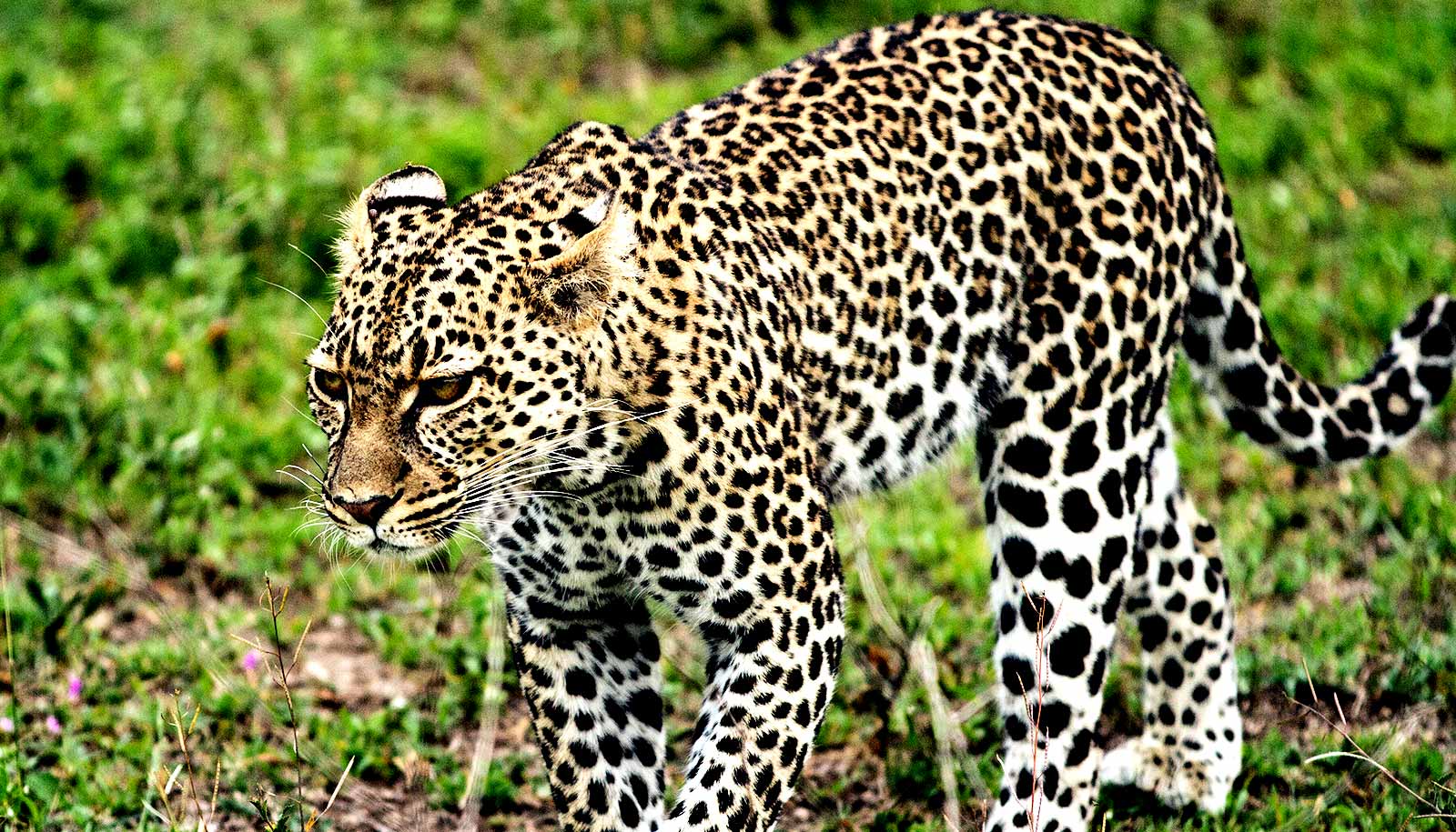 Leopard Spotting⁣ Opportunities Along the ⁣Riverbanks of Maasai Mara​ National‌ Park