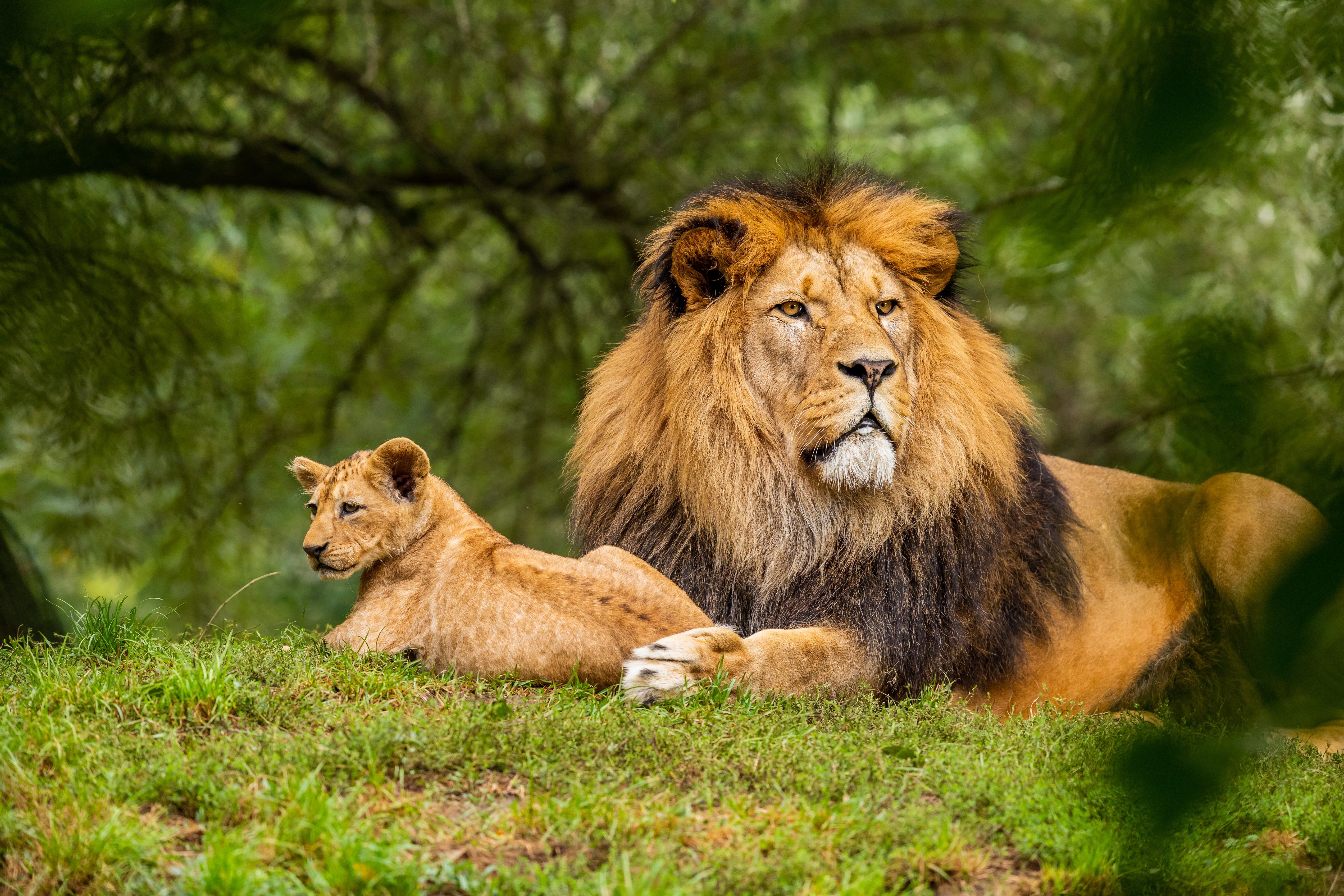 2. Tracking the Kings of the Savanna: Unveiling the Big Cat Pride in Masai Mara