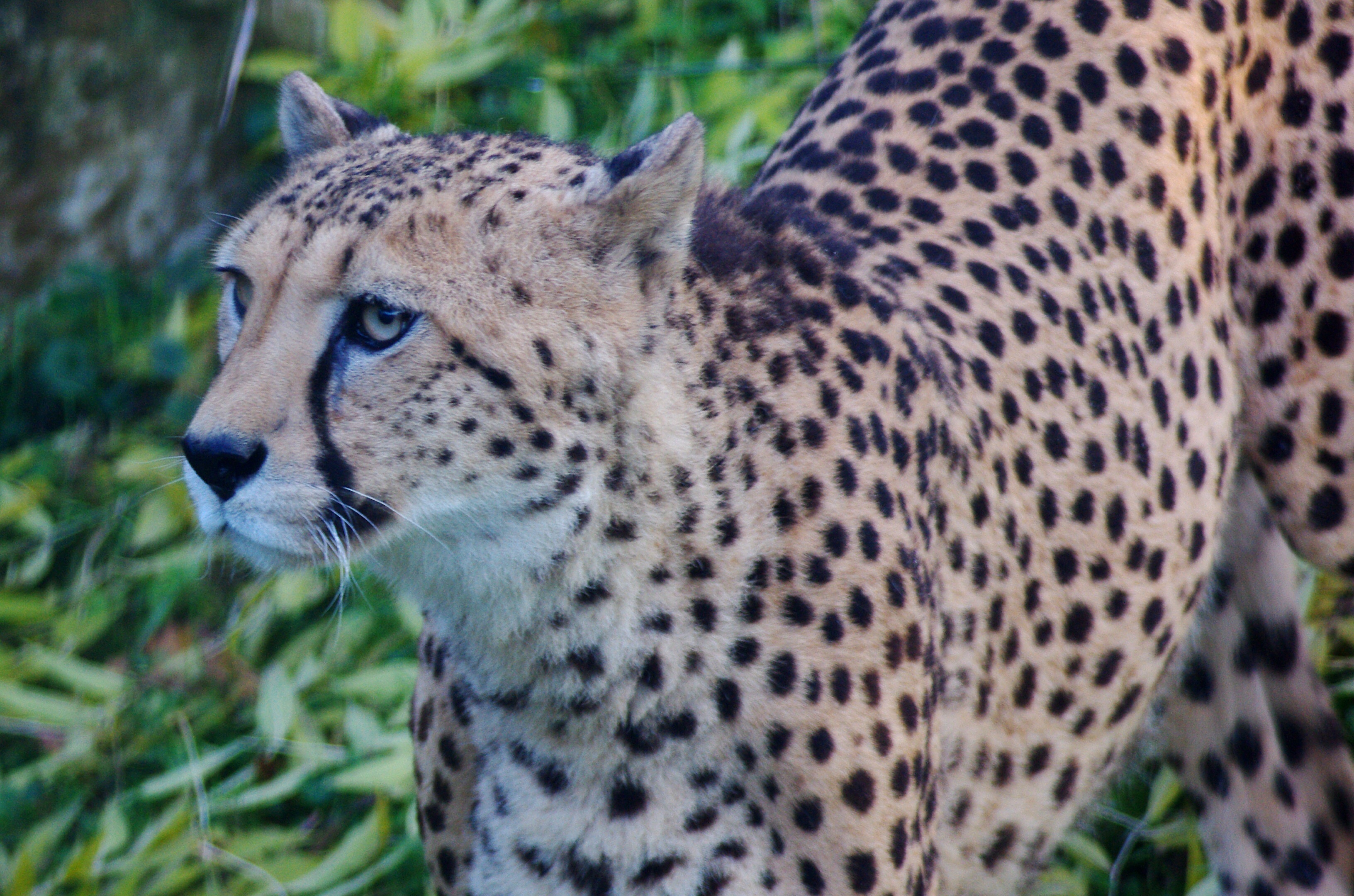 Essential Tips for Successful Wildlife Footprint and Sign Tracking in Maasai Mara