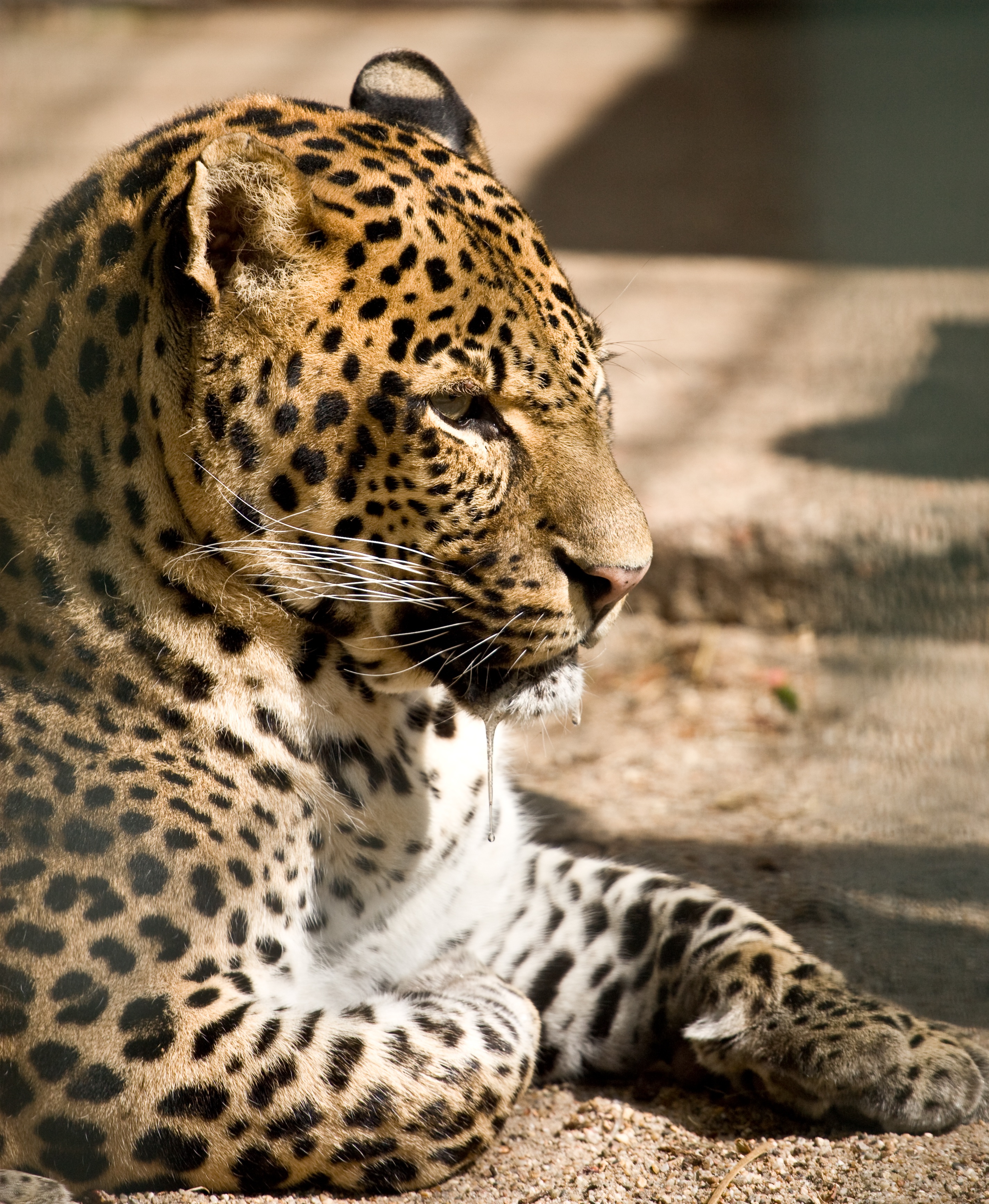 Best Times and Locations to Request a Stop for Wildlife Photography