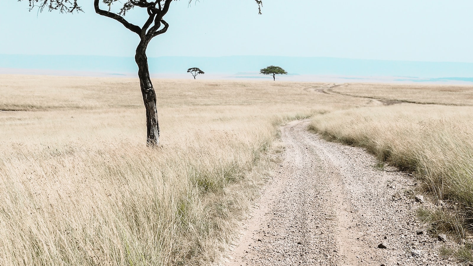 6. Increasing Your Chances: Strategies for Requesting Specific Animals or Areas while Maintaining a Respectful Wildlife Ethic in Maasai Mara