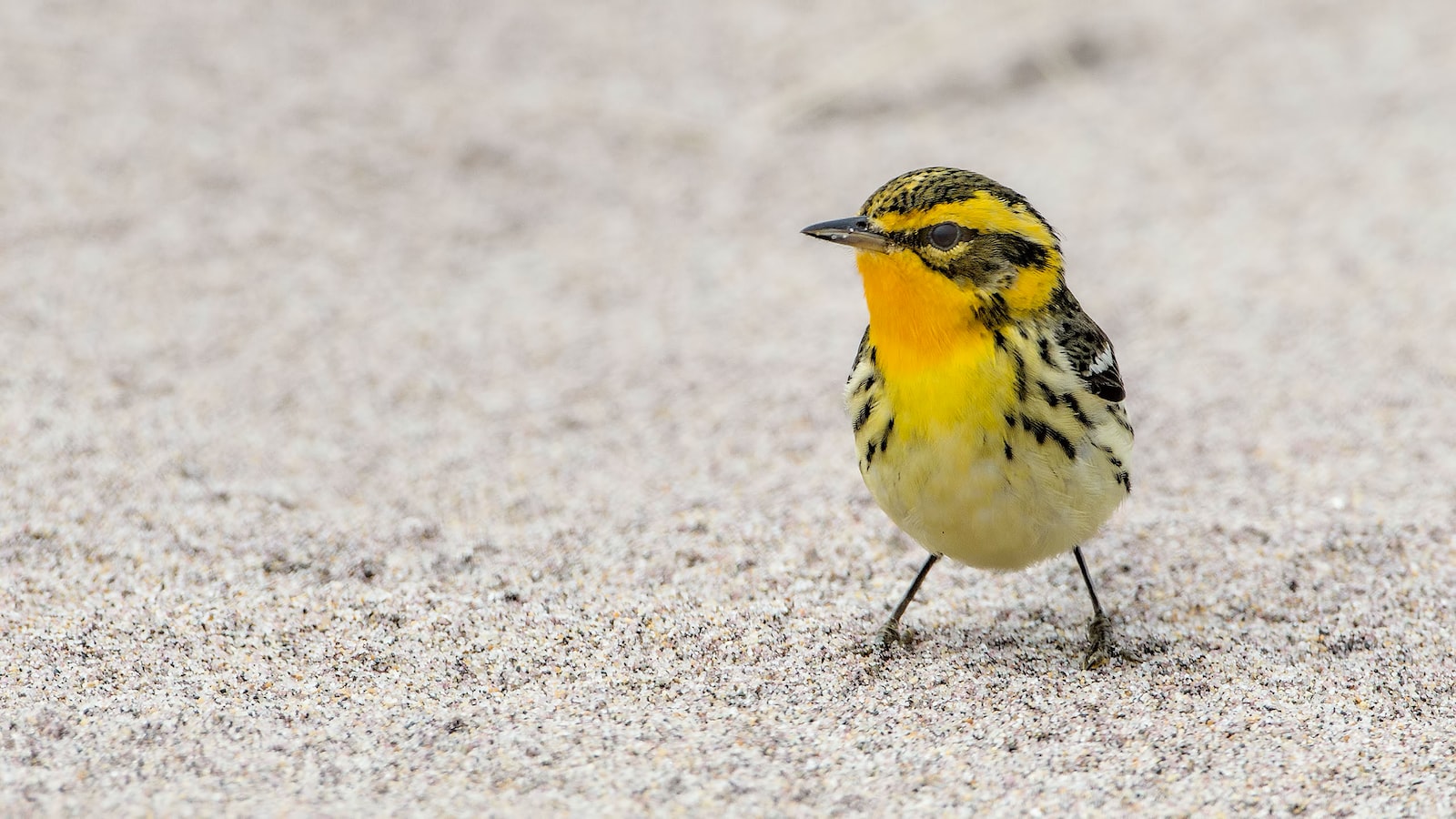 Preserving the vibrant tunes:⁤ Conservation efforts to protect the melodic beauty of yellow canaries in⁤ Masai ⁤Mara