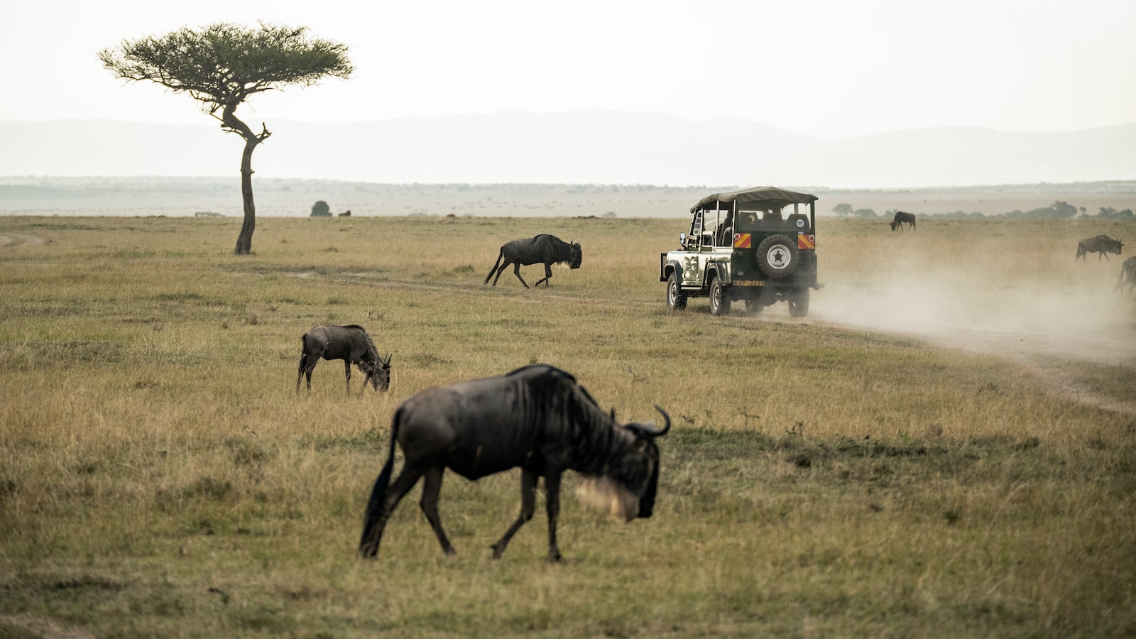 Exploring Alternative Options: Mitigating Restroom Challenges during Maasai Mara Safaris