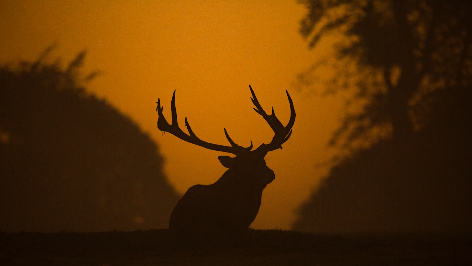 Capturing Stunning Wildlife Shots: Helicopter Safari Tips for Nature Photographers