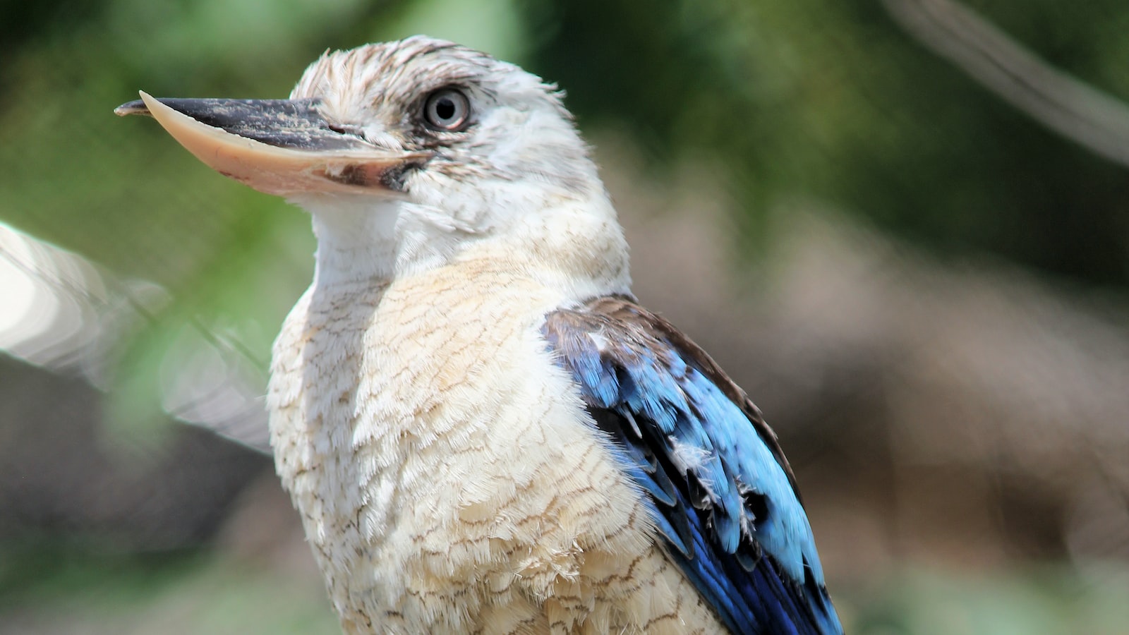 Conserving the Giant‍ Kingfisher: Efforts in‌ Masai Mara National Park