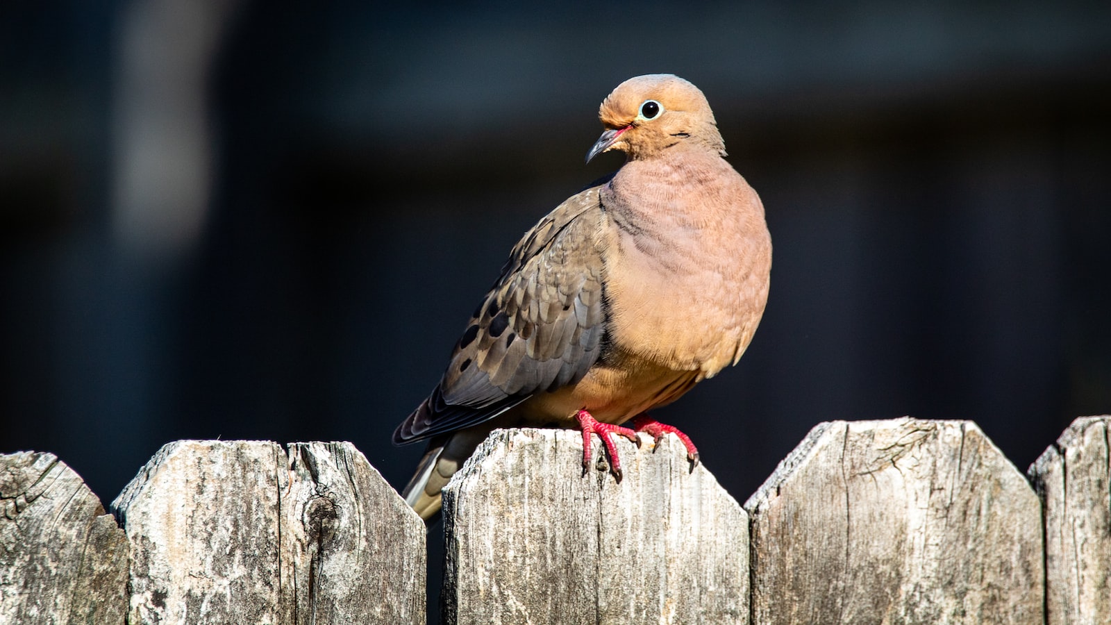 - Tips for Birdwatchers: Best Practices⁤ for Observing‌ the Redeyed Dove in⁢ Masai Mara