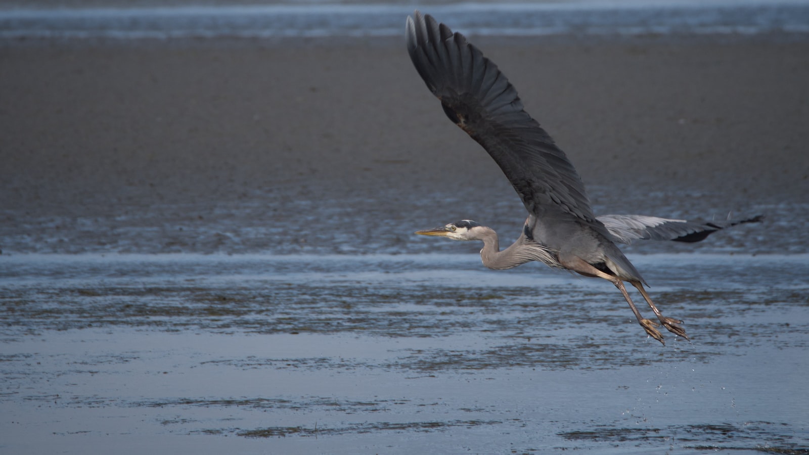 -‌ Best⁤ Times and ‌Spots for Spectacular ​Grey Heron Sightings in Masai​ Mara