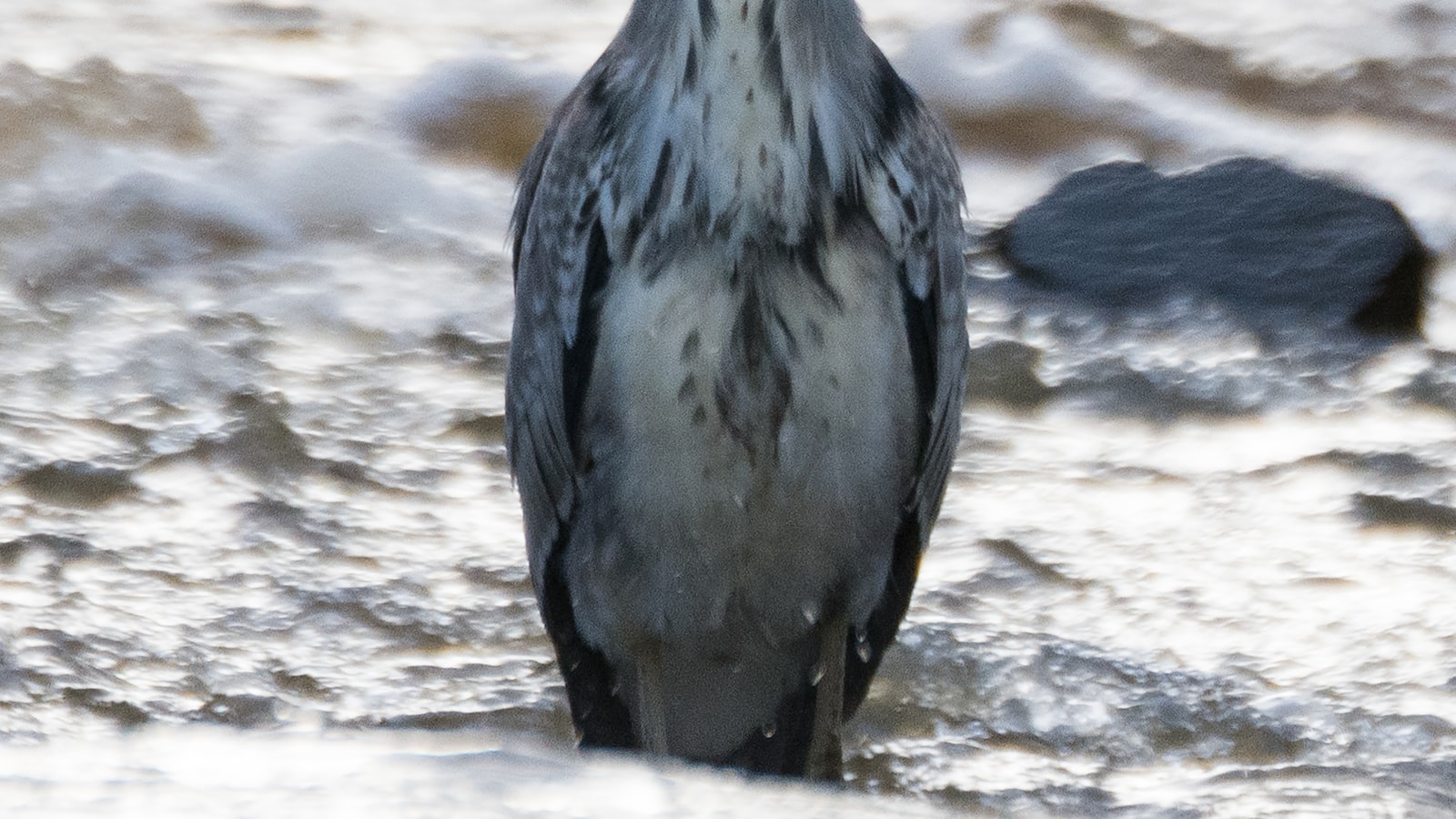 - Appreciating the Conservation⁣ Efforts for Grey ​Herons in Masai Mara