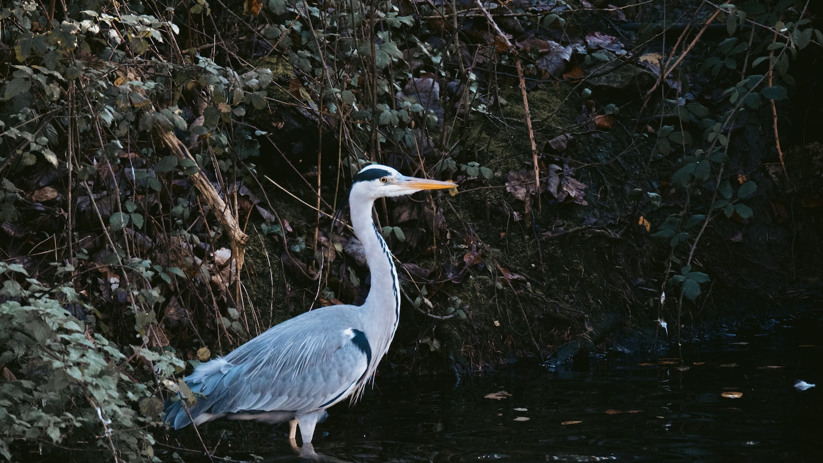 6. The Goliath Heron as an ⁣Indicator Species:‍ The Importance of Its Presence ​in Masai Mara National Park