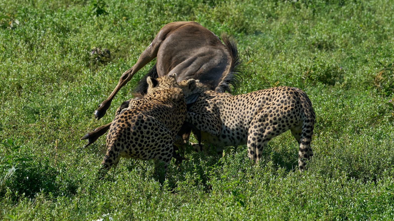 5.‍ Enhancing ⁢your ⁤Safari Experience: Expert‌ Tips and Tricks for ​Photographing the Wildebeest ‍in​ Maasai Mara