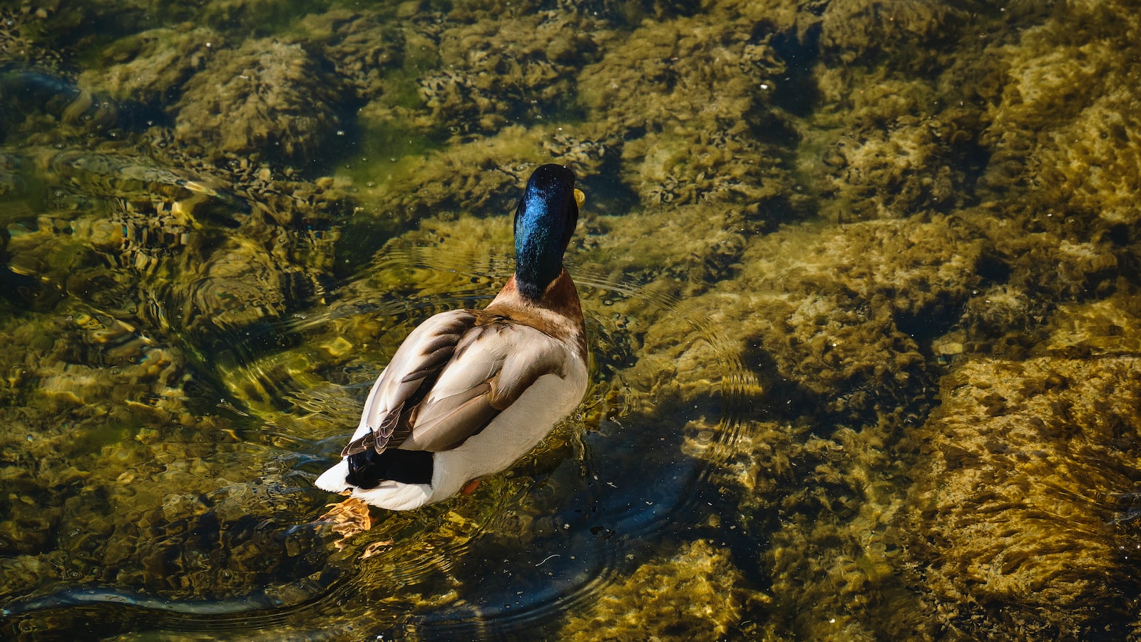 Protecting the Yellowbilled Duck's Ecosystem in Masai⁢ Mara National ⁤Park