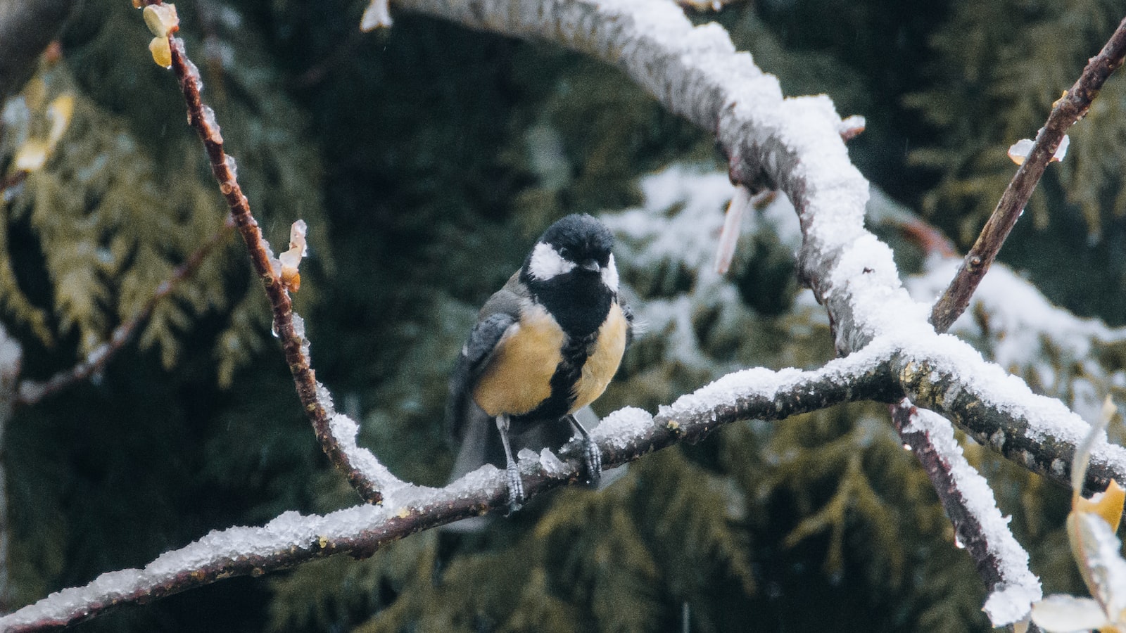 6.‌ Responsible Tourism: Protecting the⁣ Mousecolored Penduline Tit's Habitat in Masai Mara