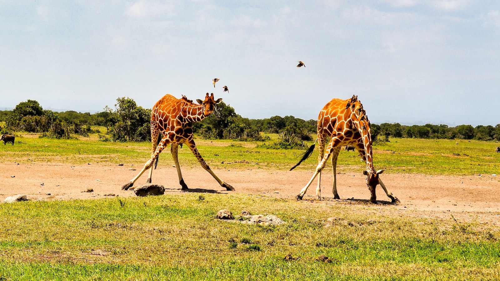 Immerse‌ yourself in the sights and sounds‌ of‌ Maasai Mara ‌through virtual and ⁢augmented ‍reality