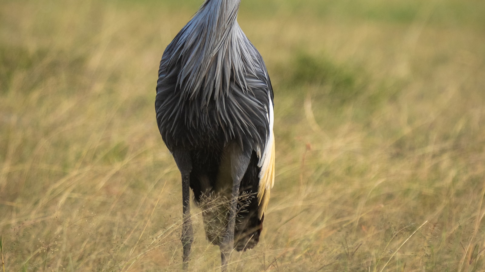 Enhance Your Safari Experience: Participate in Traditional⁢ Craft Workshops in Maasai Mara