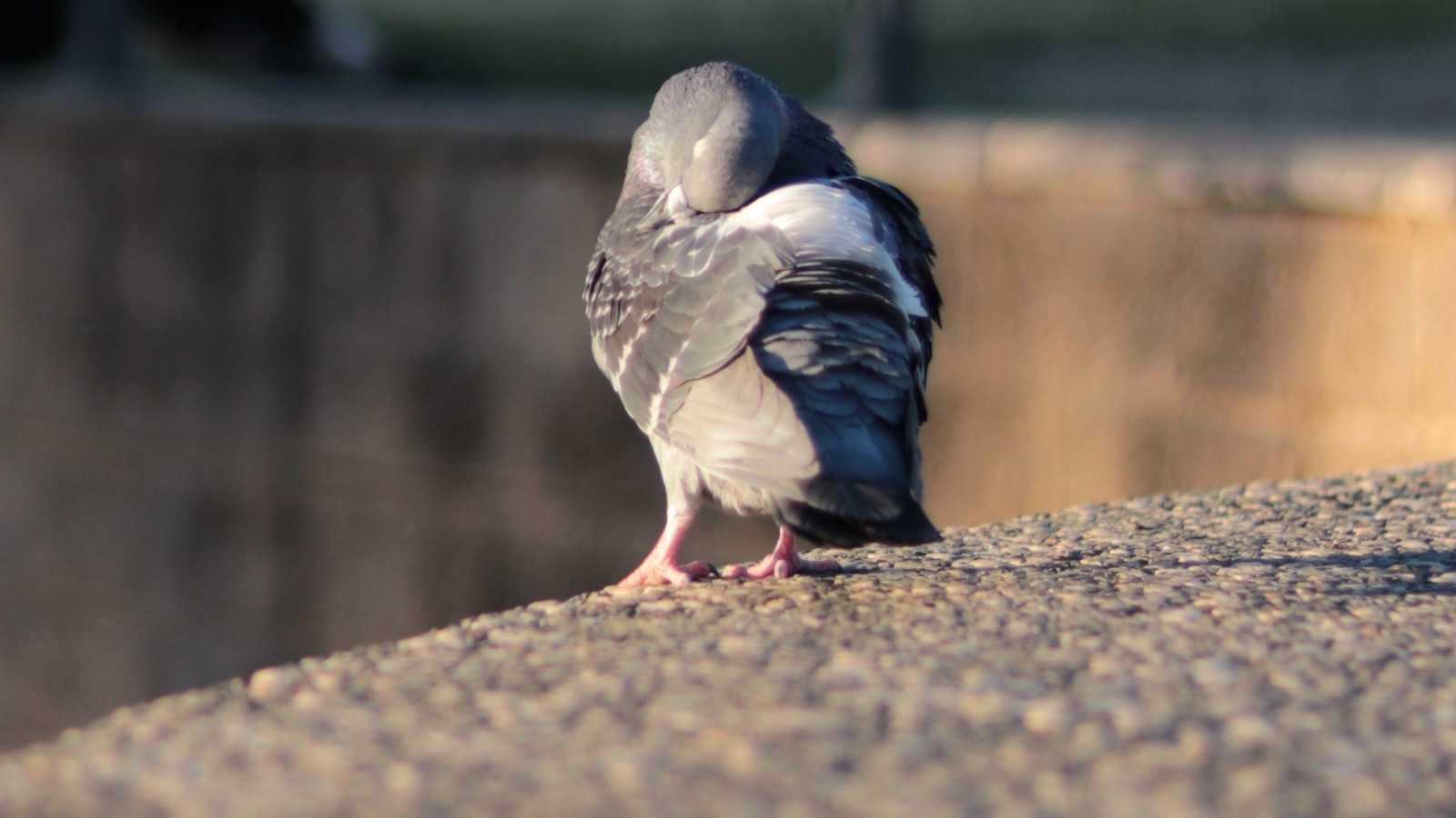 Finding Serenity: Namaqua Dove's Graceful Presence in Masai Mara