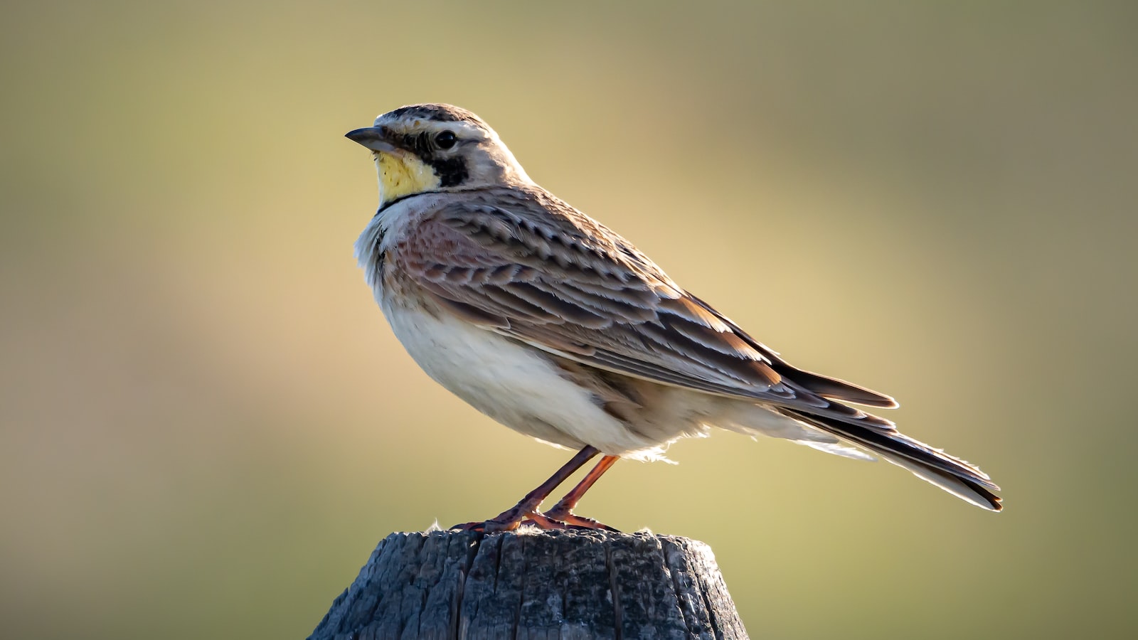 Tips for Birdwatching: Maximizing the Experience of Rufousnaped Lark Sighting in Masai Mara