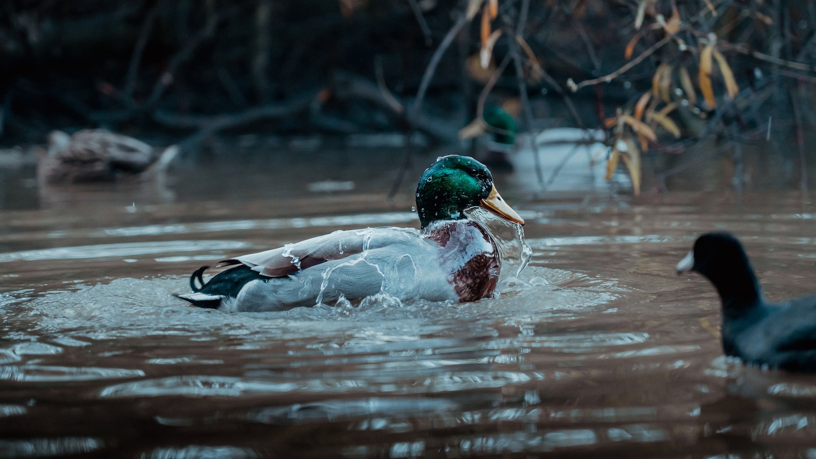 Conservation Efforts for ‍preserving the Whitefaced Whistling ⁤Duck's Habitat in Masai​ Mara