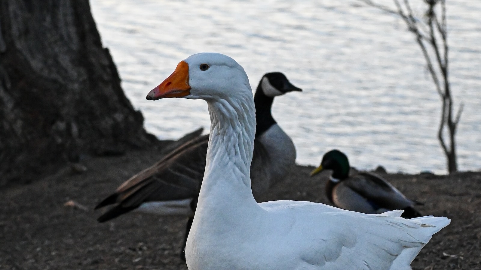 Guidelines for Responsible Wildlife Viewing and Photography of Spurwinged ⁤Goose in Masai Mara National Park