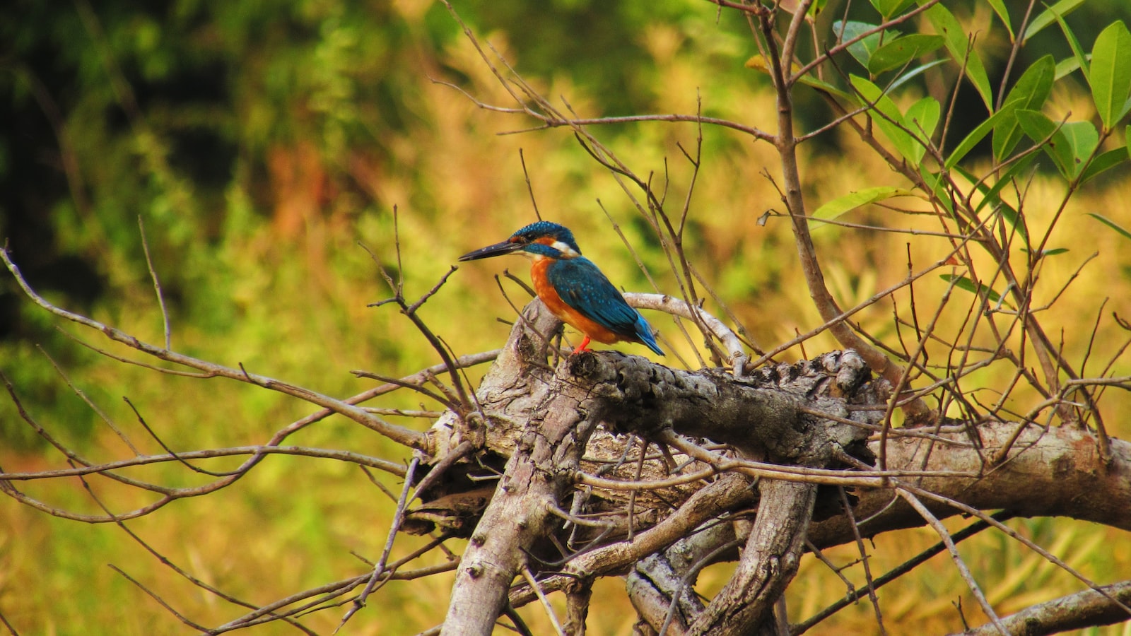 Heading⁢ 5: Exploring the​ Common Greenshank's Diet and‌ Migration ​Patterns in⁤ Masai​ Mara ‌National⁢ Park