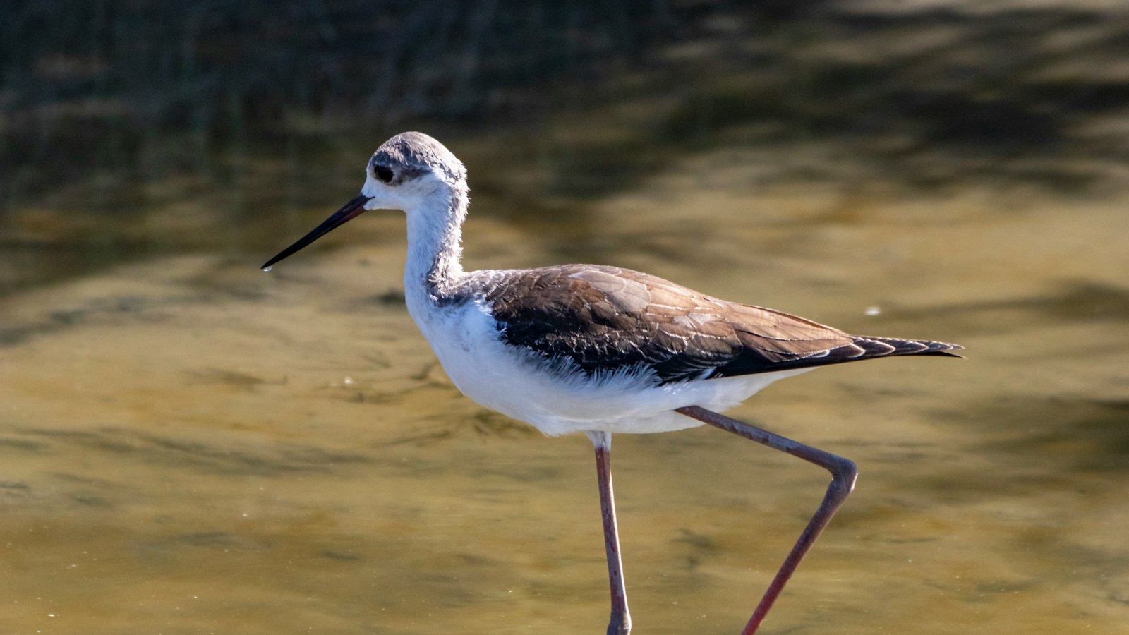 -​ Protecting Precious ⁣Wings: Conservation Efforts for the Blackwinged Stilt ​in⁢ Masai⁤ Mara National Park