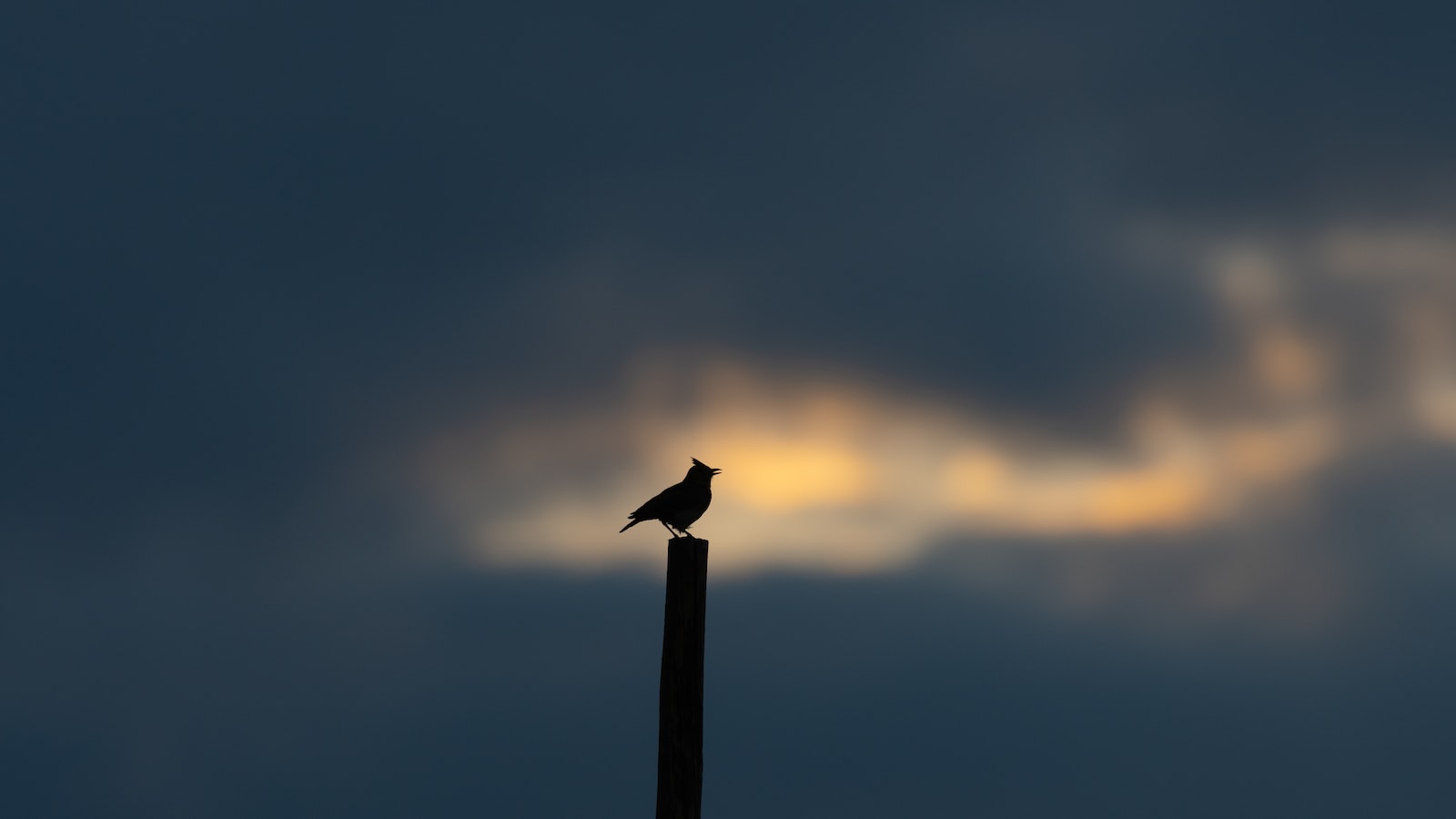 5. Best Times ‌and​ Locations to Spot the Whitetailed Lark in ⁣Masai Mara National Park