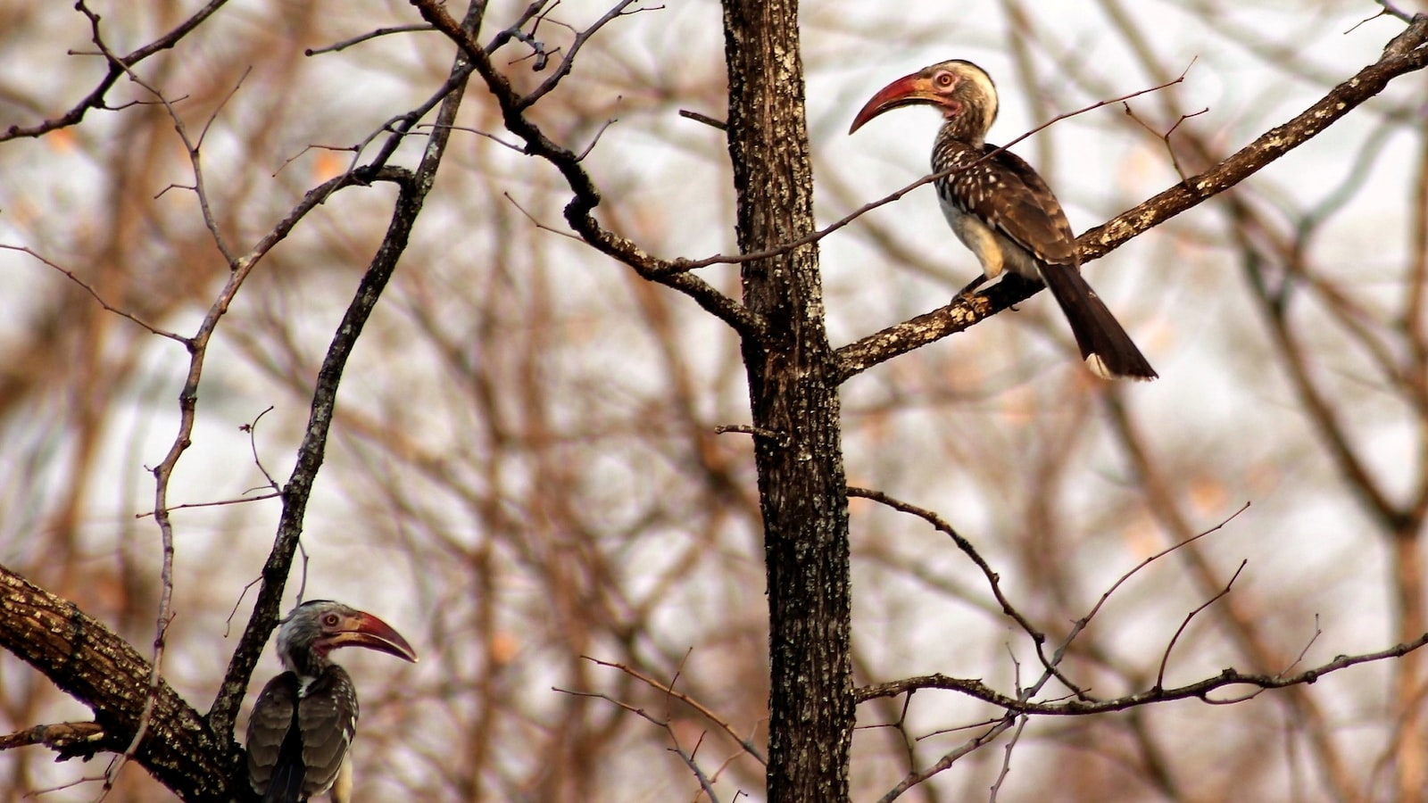 - Conservation Efforts for Redbilled Firefinch: Promoting Sustainability in Masai Mara National Park