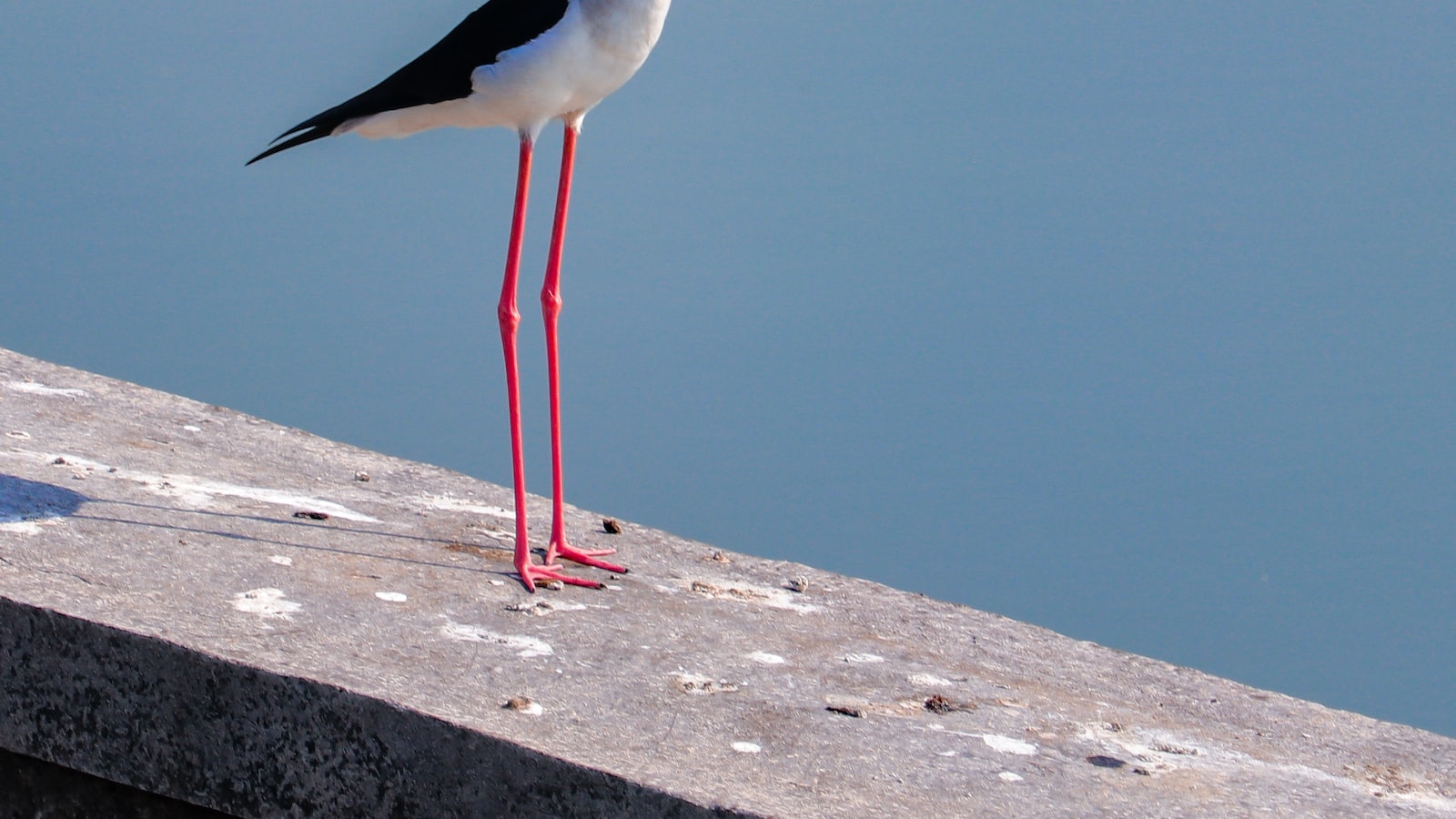 - Embracing⁤ Nature's Gift: ​Responsible⁢ Wildlife Viewing and Preservation of ⁣Blackwinged Stilt in Masai Mara