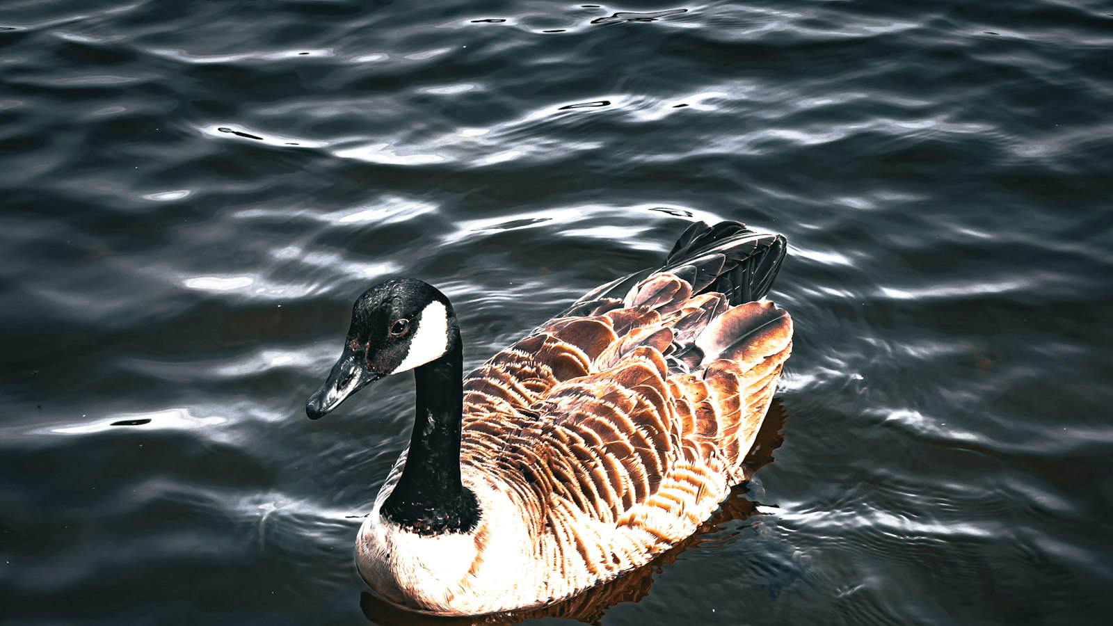 - The Role of the African Pygmy Goose in Maintaining the ⁤Ecosystem of Masai Mara