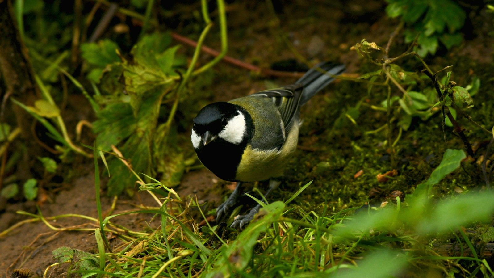 5.⁢ Birdwatching Bliss: Where to Spot ​the Mousecolored Penduline Tit in Masai Mara