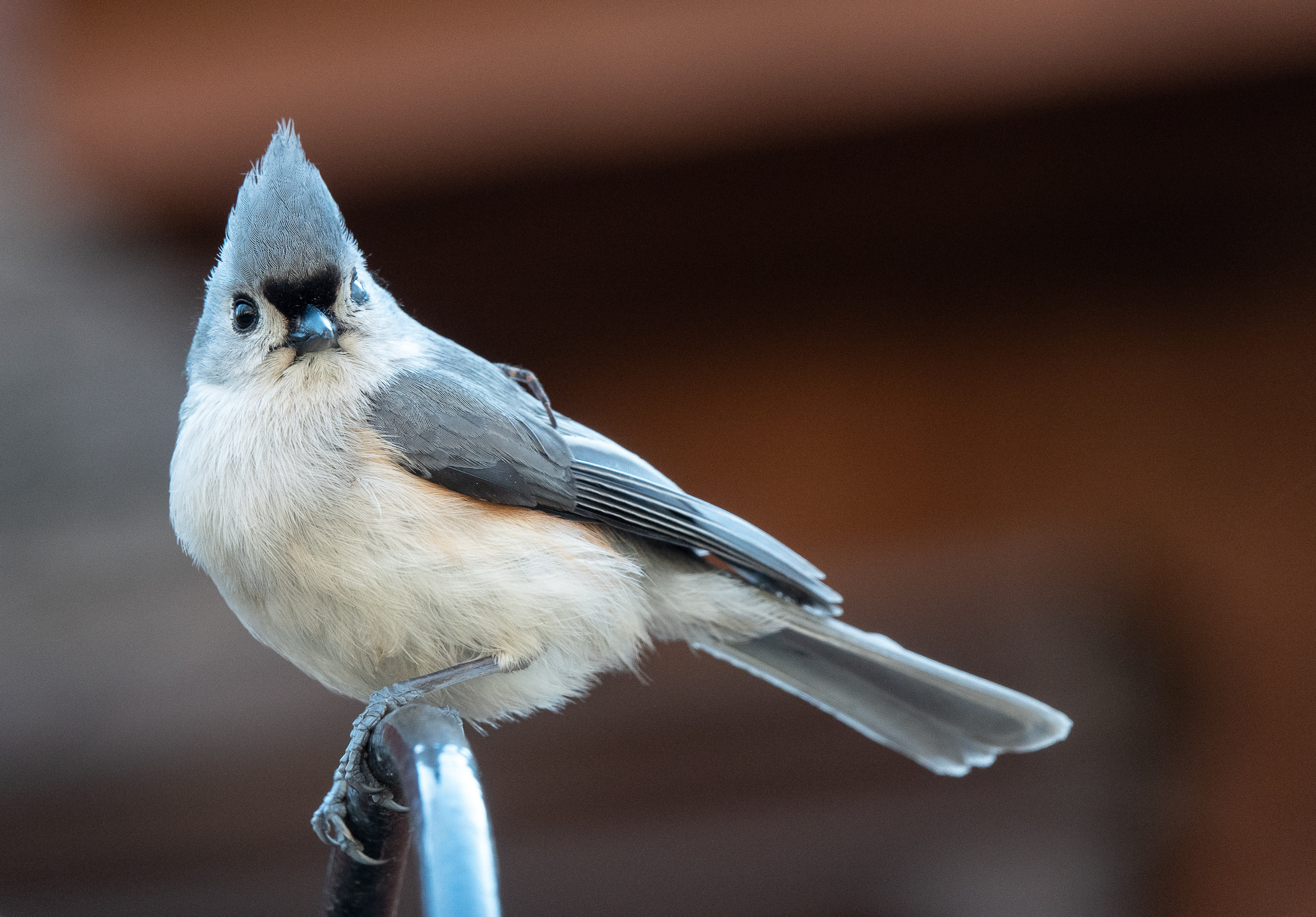 Tips for ​Spotting the Elusive Wild Rosythroated Longclaw in Masai ⁢Mara