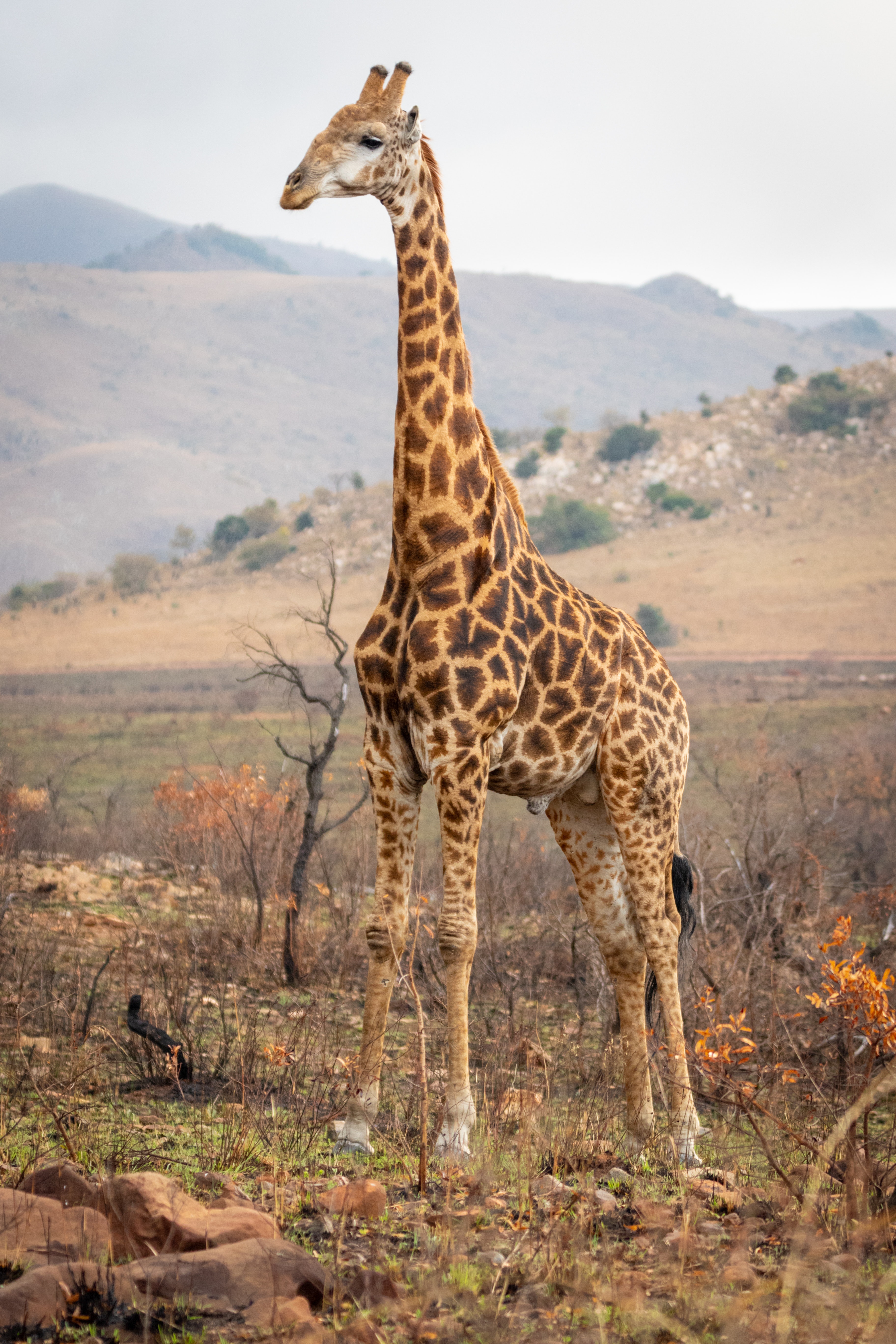 Maximizing your wildlife tracking experience: Essential equipment for a game drive in Maasai Mara