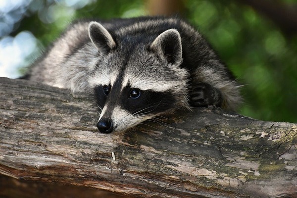 The Rich Diversity of ‍Nocturnal Wildlife in Maasai Mara: What to Expect on a Night Game Drive